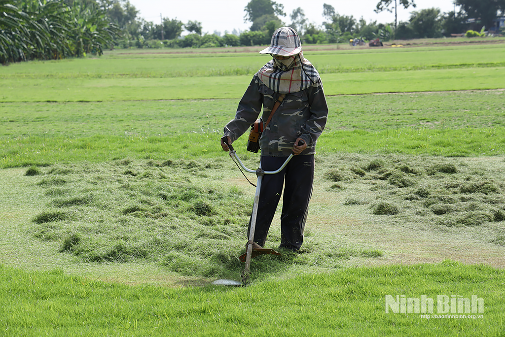 Tỉnh Ninh Bình mới có một xã chuyên trồng cỏ mà làm giàu, sau sáp nhập tỉnh Nam Định thành công
