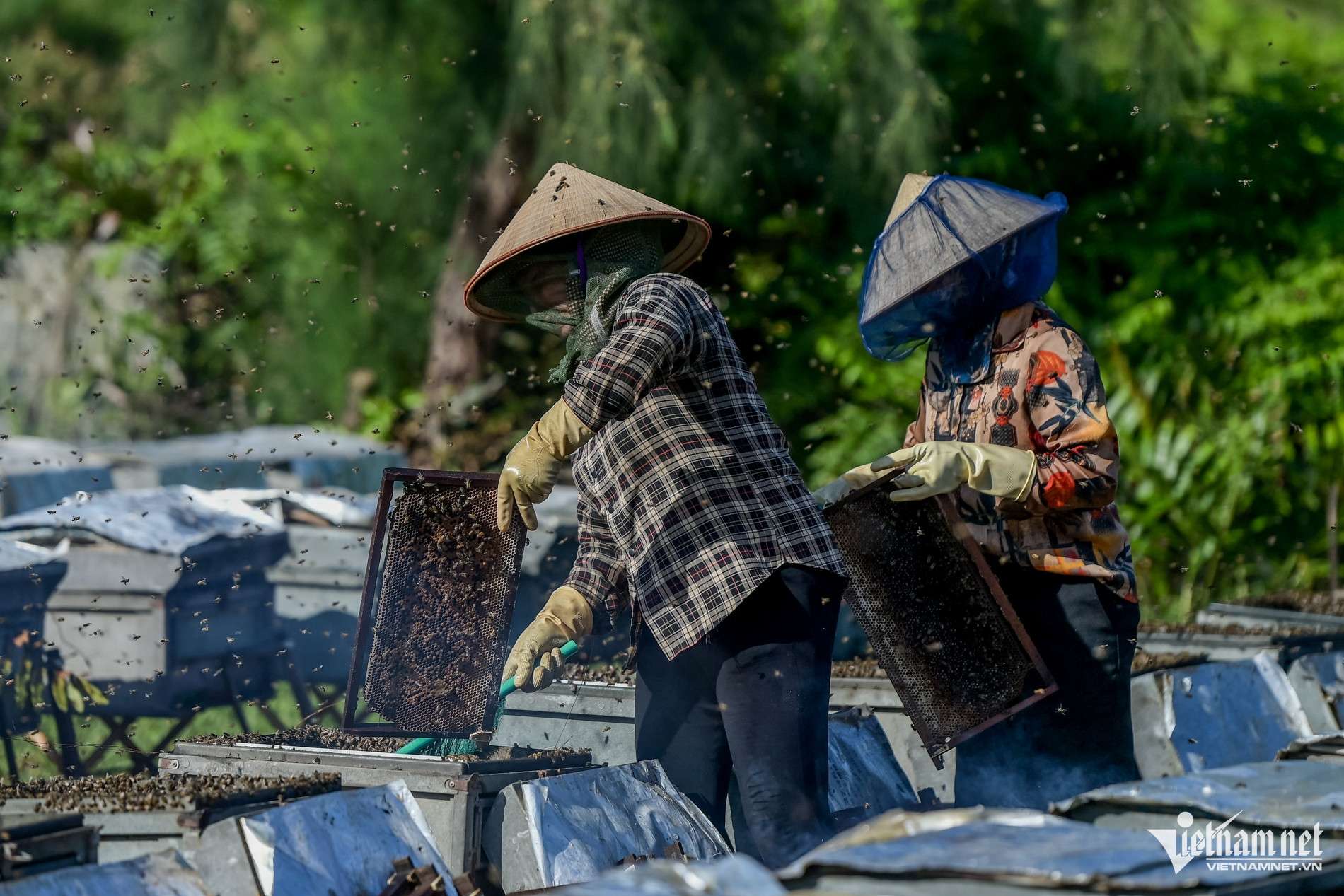 Săn ‘mật của biển’ ở Ninh Bình, người dân bỏ túi hàng trăm triệu mỗi vụ