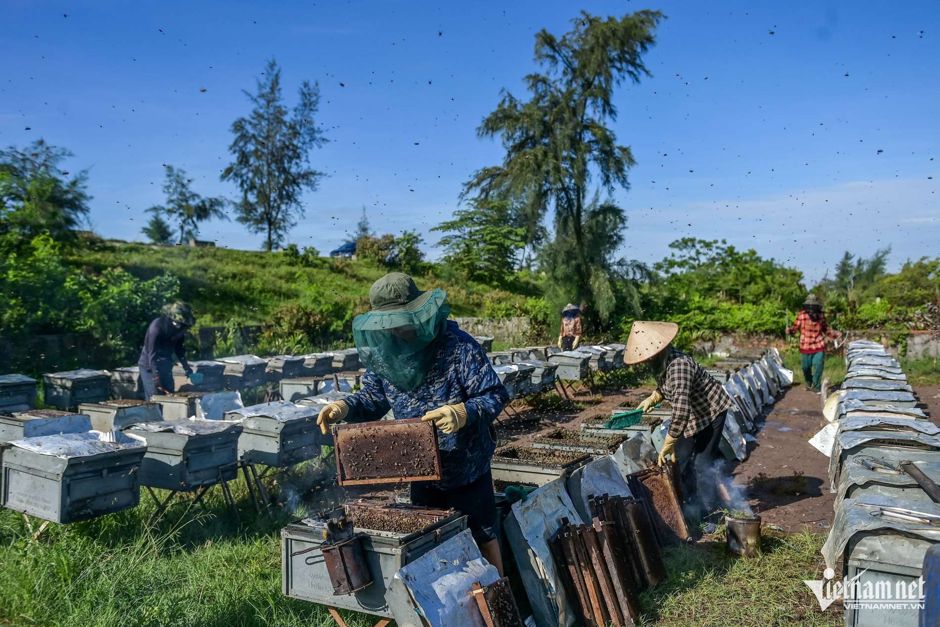 Săn ‘mật của biển’ ở Ninh Bình, người dân bỏ túi hàng trăm triệu mỗi vụ