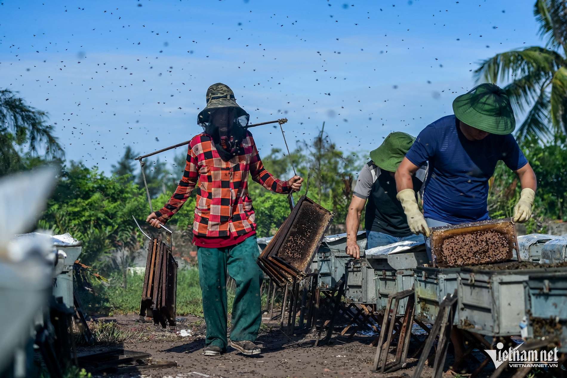 Săn ‘mật của biển’ ở Ninh Bình, người dân bỏ túi hàng trăm triệu mỗi vụ
