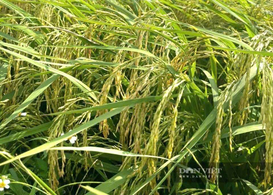 “Ôm” ruộng bỏ hoang, biến thành “cánh đồng trù phú”, Nông dân Việt Nam xuất sắc đến từ Ninh Bình có doanh thu 12 tỷ/năm