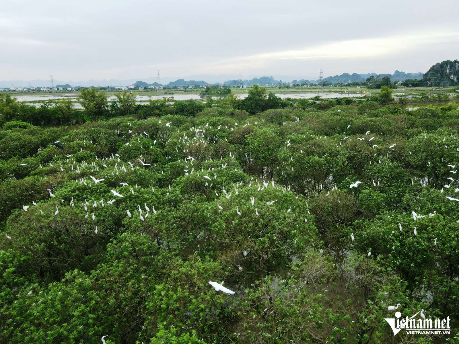 ‘Gã khùng’ ở Ninh Bình hơn thập kỷ làm ‘cha nuôi’ của đàn cò trắng trên sông