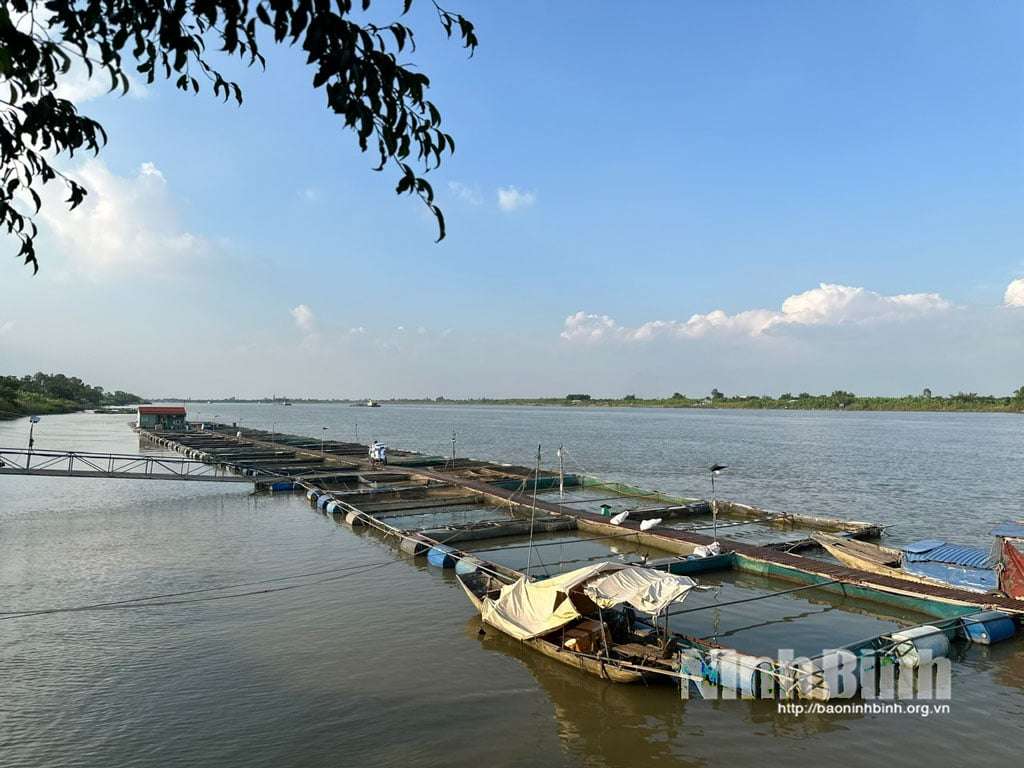 Nuôi cá lồng trên sông Hồng toàn con to bự, thịt giòn, thu bạc tỷ, sao lại ví là “đánh cược”?