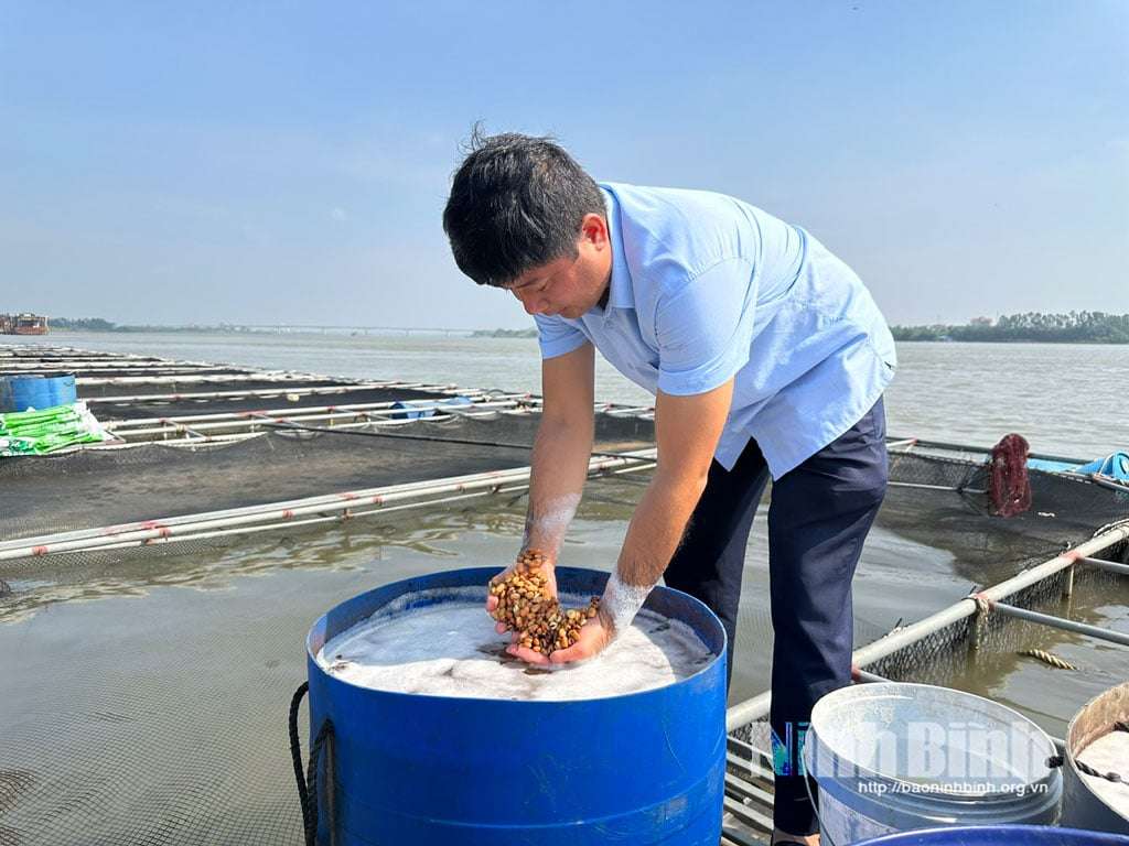 Nuôi cá lồng trên sông Hồng toàn con to bự, thịt giòn, thu bạc tỷ, sao lại ví là “đánh cược”?