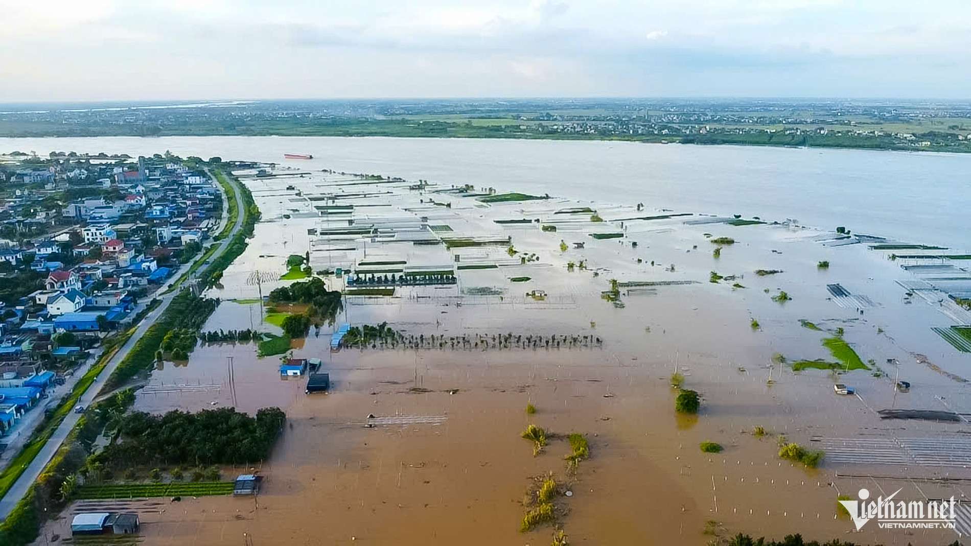 Chạy đua với nước lũ, người dân vựa hoa lớn nhất Ninh Bình cắt bán tháo từng bó