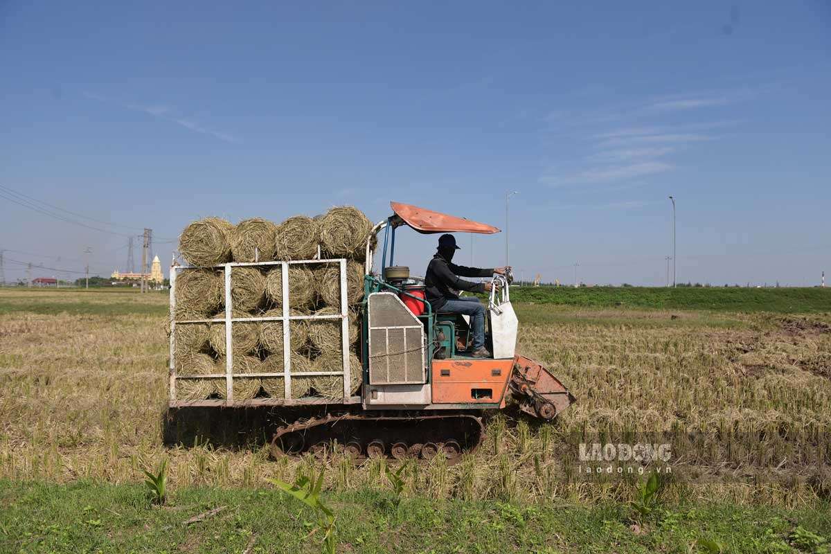 Sau mùa gặt, người dân Ninh Bình kiếm tiền triệu từ thu hoạch rơm rạ