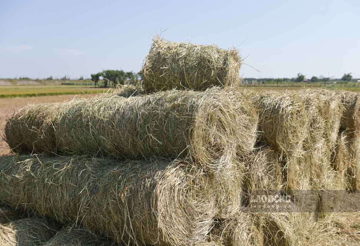 Sau mùa gặt, người dân Ninh Bình kiếm tiền triệu từ thu hoạch rơm rạ