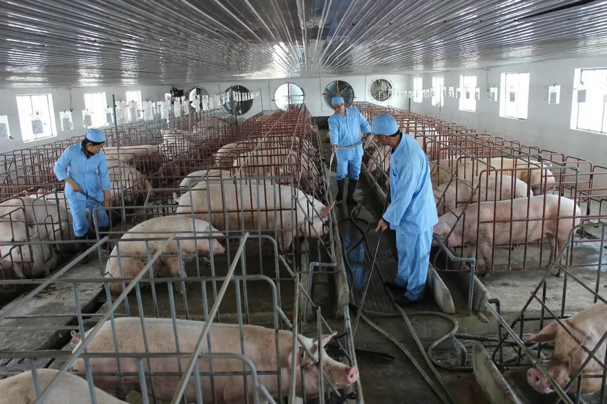 Dịch tả lợn châu Phi phức tạp: Ninh Bình lập chốt kiểm dịch, yêu cầu không tái đàn khi chưa kiểm soát