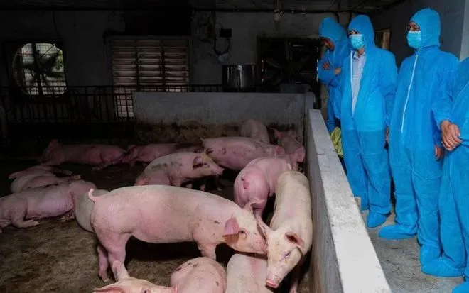 Dịch tả lợn châu Phi phức tạp: Ninh Bình lập chốt kiểm dịch, yêu cầu không tái đàn khi chưa kiểm soát