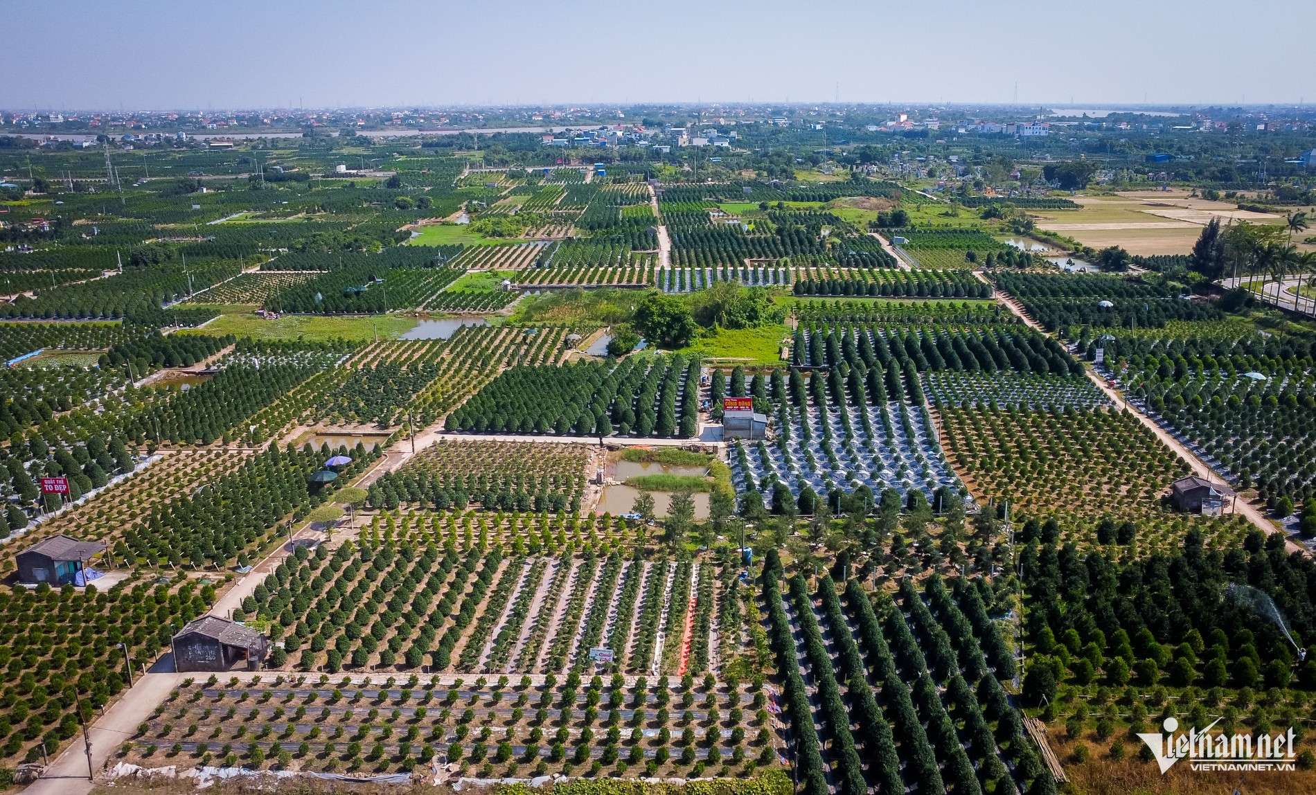 Quất cảnh vào vụ Tết: Cây đẹp giá gần 40 triệu vẫn ‘cháy hàng’