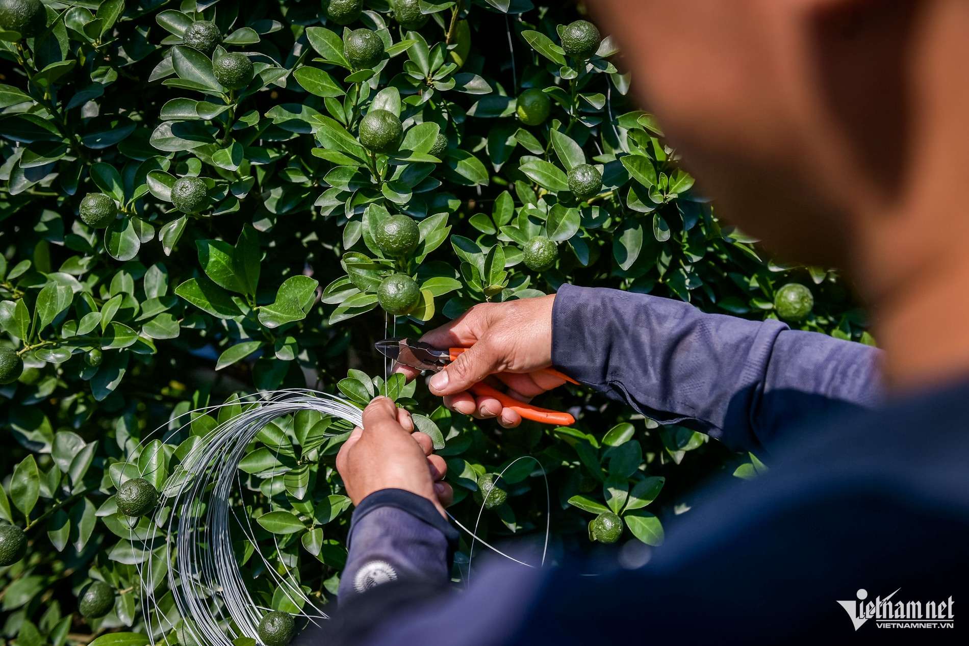 Quất cảnh vào vụ Tết: Cây đẹp giá gần 40 triệu vẫn ‘cháy hàng’