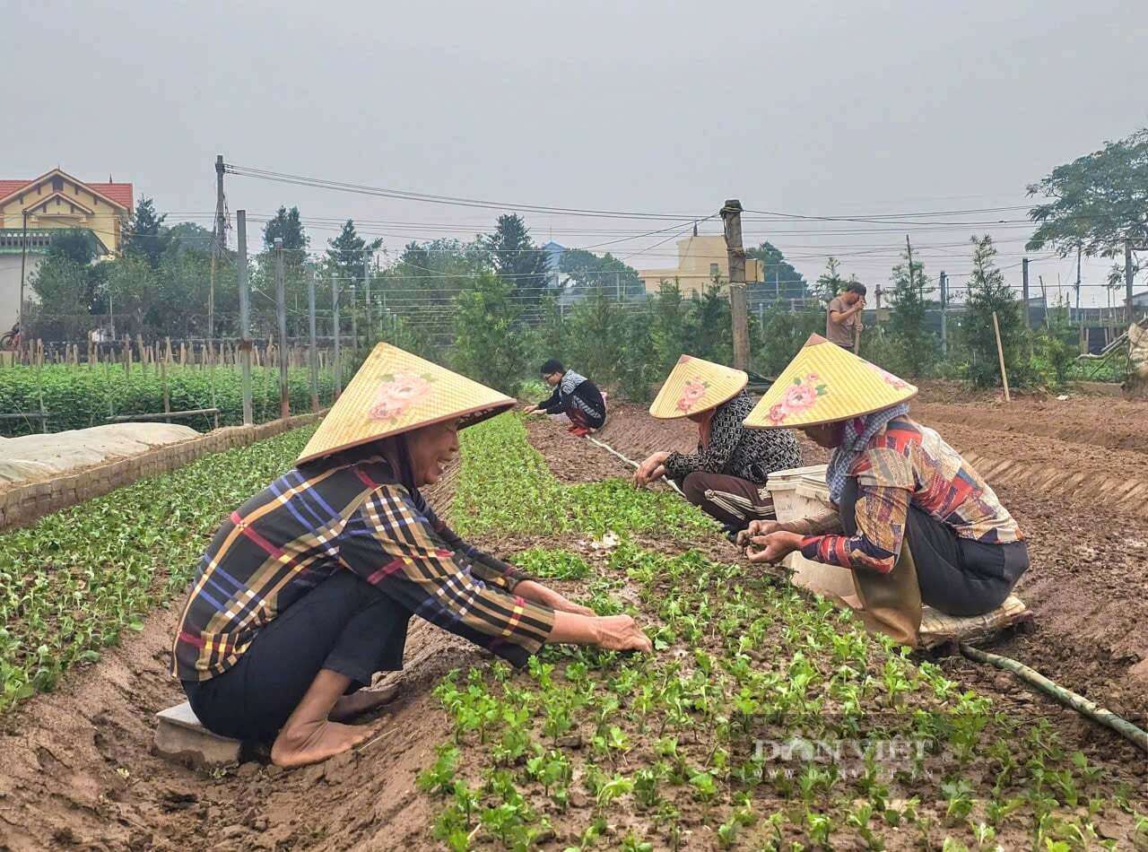 Làng hoa Hồng Hà của tỉnh Ninh Bình, trước thuộc Nam Định cũ, người dân trồng hoa gì mà thu 900 triệu/ha/năm?