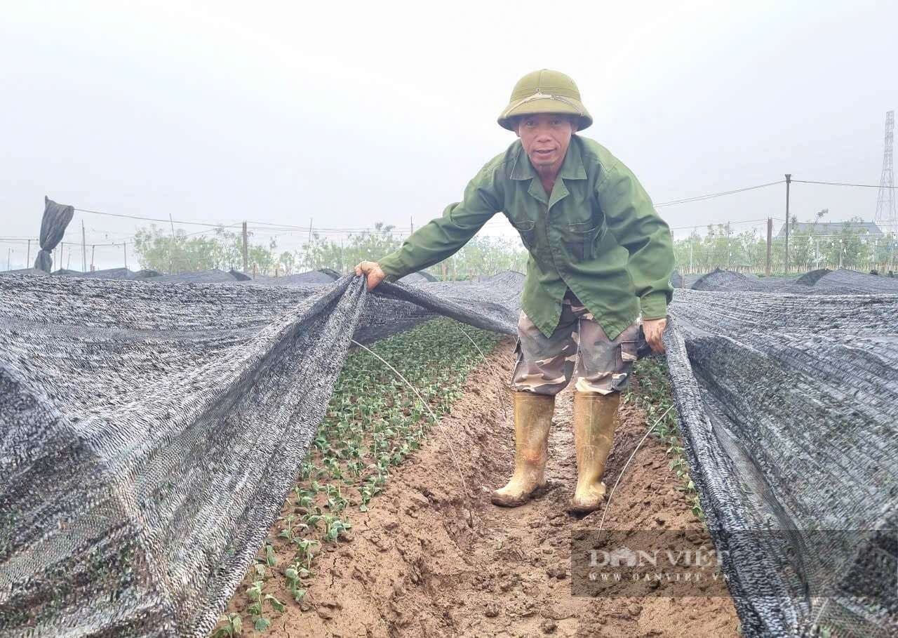 Làng hoa Hồng Hà của tỉnh Ninh Bình, trước thuộc Nam Định cũ, người dân trồng hoa gì mà thu 900 triệu/ha/năm?