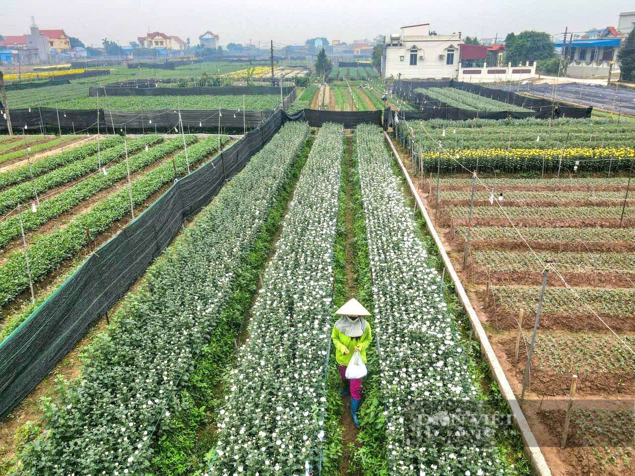 Làng hoa Hồng Hà của tỉnh Ninh Bình, trước thuộc Nam Định cũ, người dân trồng hoa gì mà thu 900 triệu/ha/năm?