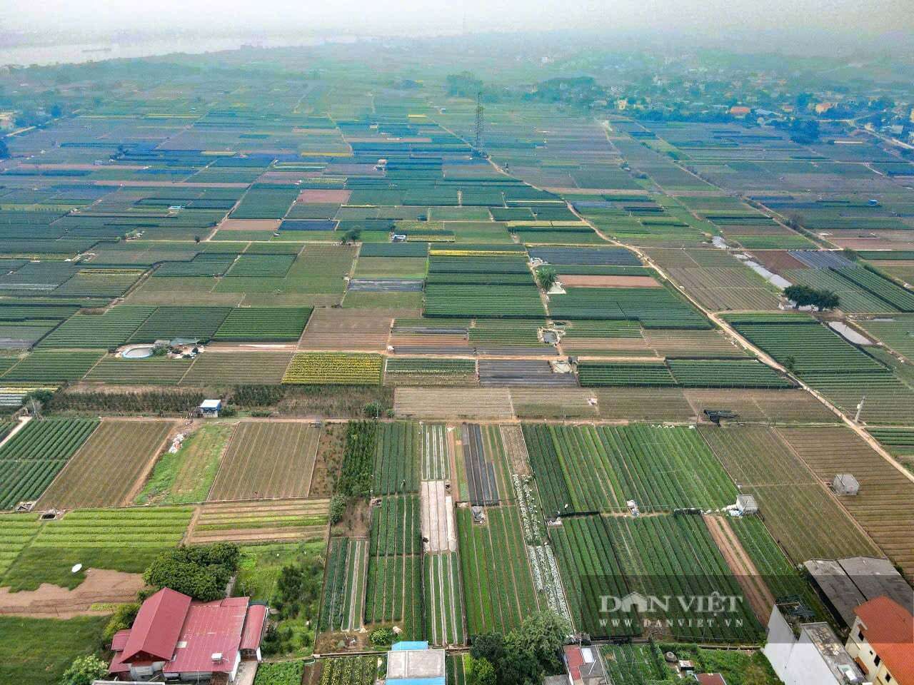 Làng hoa Hồng Hà của tỉnh Ninh Bình, trước thuộc Nam Định cũ, người dân trồng hoa gì mà thu 900 triệu/ha/năm?