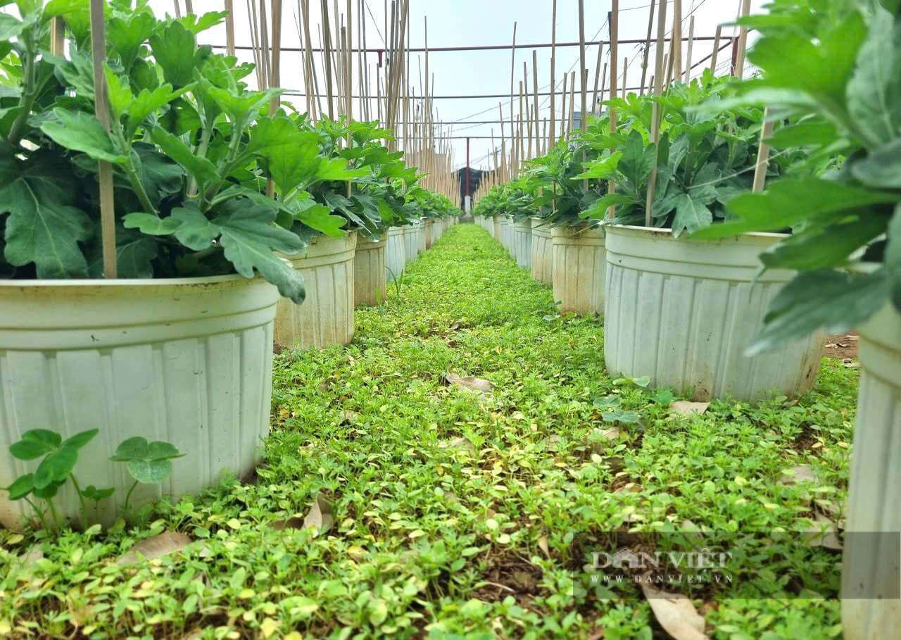 Làng hoa Hồng Hà của tỉnh Ninh Bình, trước thuộc Nam Định cũ, người dân trồng hoa gì mà thu 900 triệu/ha/năm?