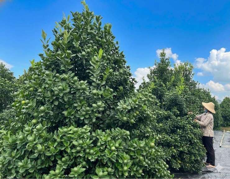 Làng cây cảnh giàu nhất đất Nam Định, nay là tỉnh Ninh Bình, quất tết toàn cây khổng lồ