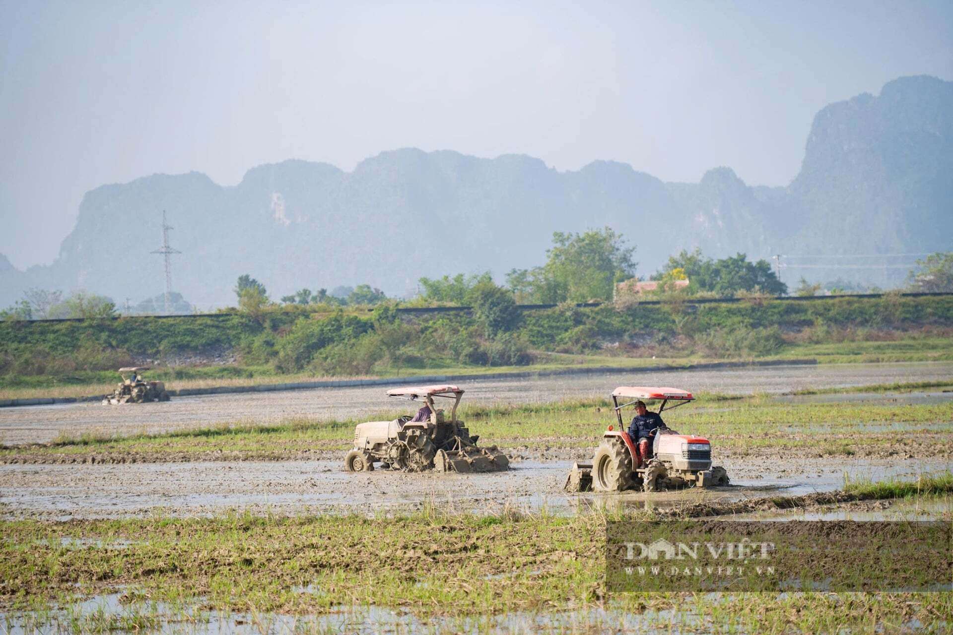Nông nghiệp tỉnh Ninh Bình mới (gồm Nam Định, Hà Nam trước đây) phấn đấu có 900.000 tấn lúa vụ Đông Xuân
