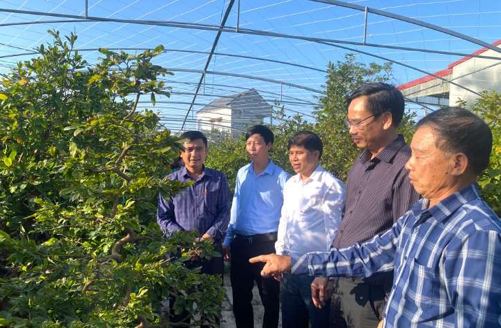 Xã Chất Bình, tỉnh Ninh Bình (địa phận huyện Kim Sơn trước đây), “liều” trồng mai vàng la liệt, đốt lò than sưởi ấm cây