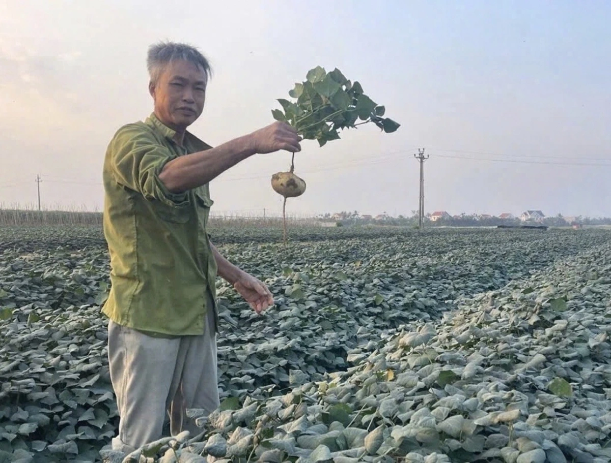 Ngộ độc hạt củ đậu, 6 người trong một gia đình nhập viện