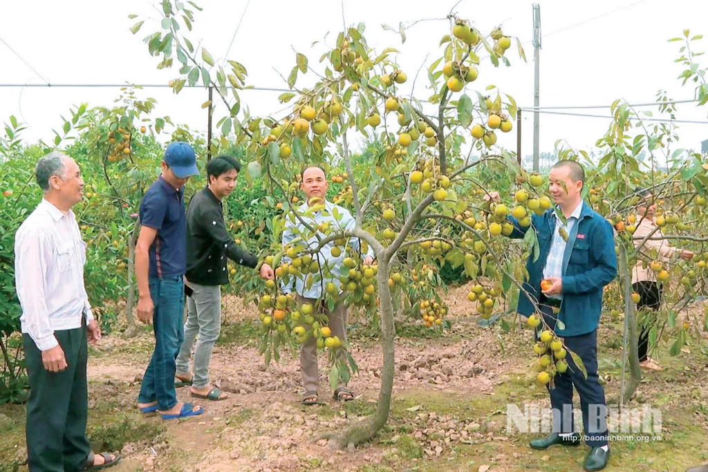 Một xã ở Nam Định, nay là tỉnh Ninh Bình, dân trồng cây đặc sản, đưa lên chậu bán Tết nhìn đã thấy “Lộc” treo trĩu cành
