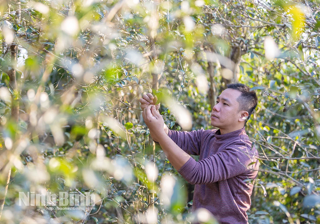 Trai làng cổ Bách Cốc đất Nam Định, nay là tỉnh Ninh Bình lập nghiệp với dấm mơ làm từ trà cổ xưa, muối hầm kiểu mới lạ