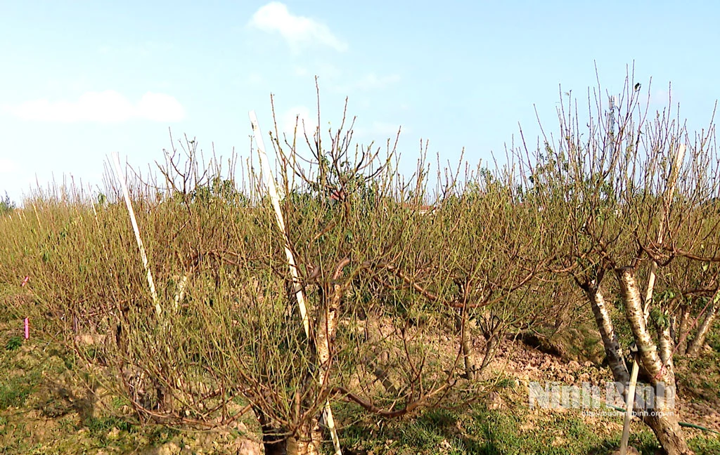 Xã Chất Bình, tỉnh Ninh Bình (địa phận huyện Kim Sơn trước đây), “liều” trồng mai vàng la liệt, đốt lò than sưởi ấm cây