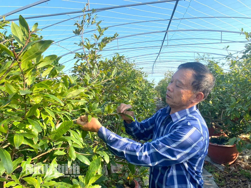 Xã Chất Bình, tỉnh Ninh Bình (địa phận huyện Kim Sơn trước đây), “liều” trồng mai vàng la liệt, đốt lò than sưởi ấm cây