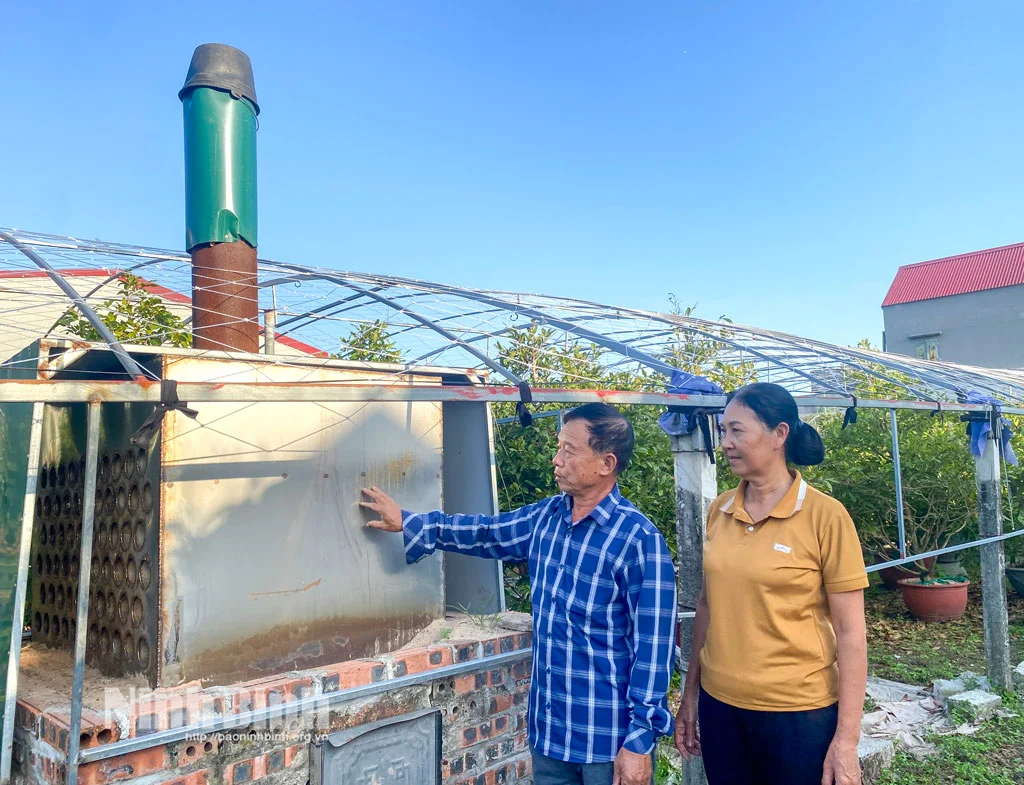 Xã Chất Bình, tỉnh Ninh Bình (địa phận huyện Kim Sơn trước đây), “liều” trồng mai vàng la liệt, đốt lò than sưởi ấm cây