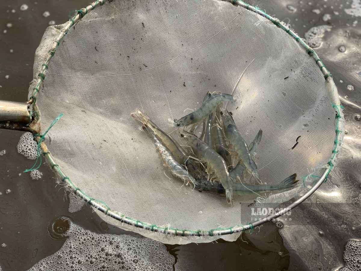 Xã ven biển Ninh Bình chuyển mình sau sáp nhập đơn vị hành chính